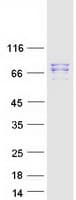 Human MAD1L1 / MAD1 Protein (Recombinant Myc-DDK (Flag))