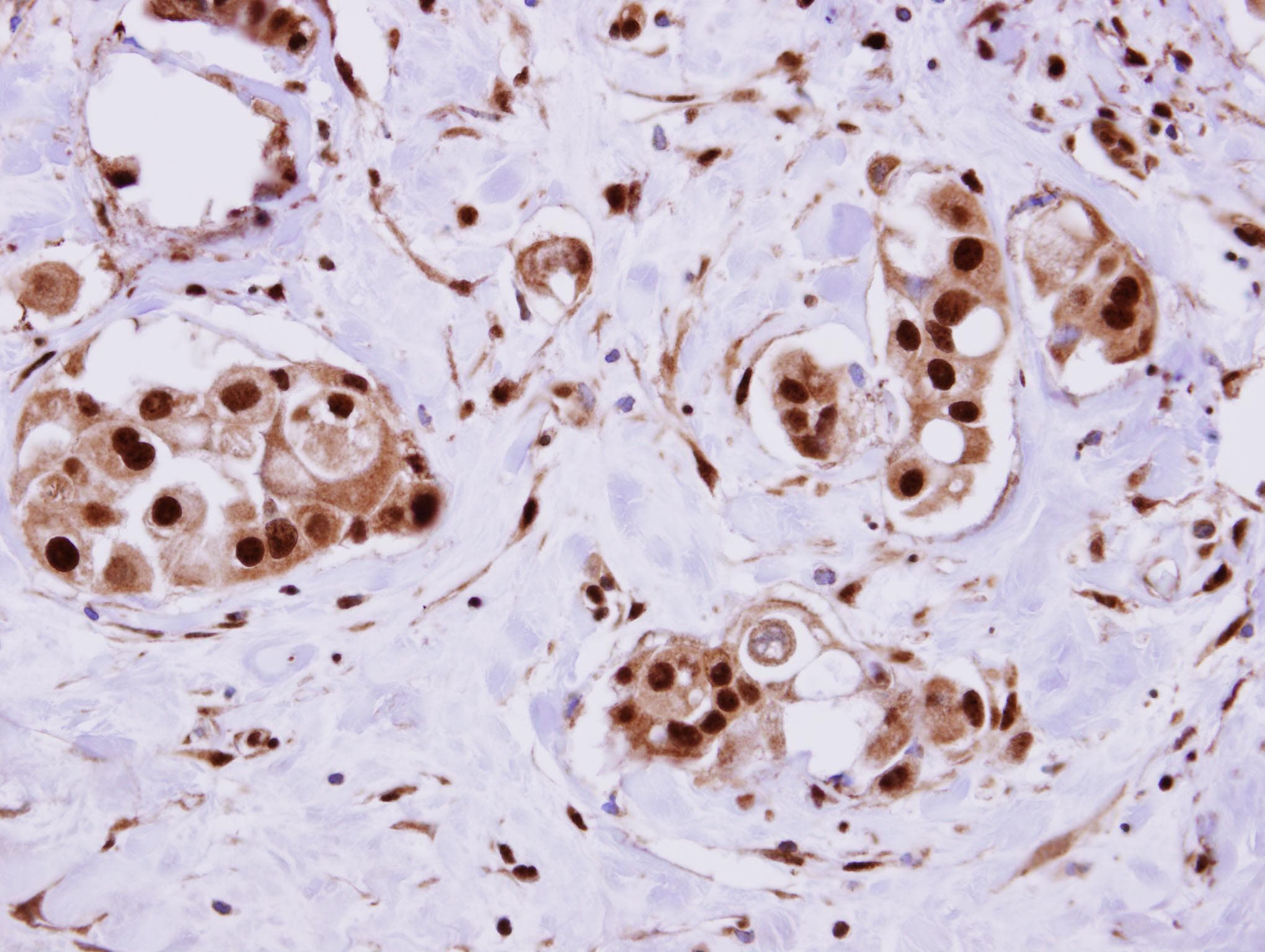 ERH Antibody (aa1-86)