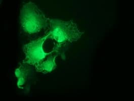 CDK2 Antibody (clone OTI6H2)