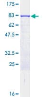 Human LAP3 Protein (Recombinant GST)