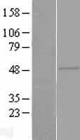 ZAR1 Protein (Over-Expression Lysate Myc-DDK (Flag))