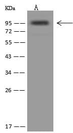 Polyclonal Rabbit anti-Human CANX / Calnexin Antibody (Preservative Free, WB)