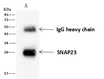 SNAP23 / SNAP-23 Antibody