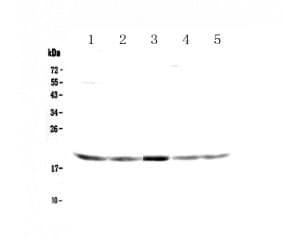 CR6 / GADD45G Antibody