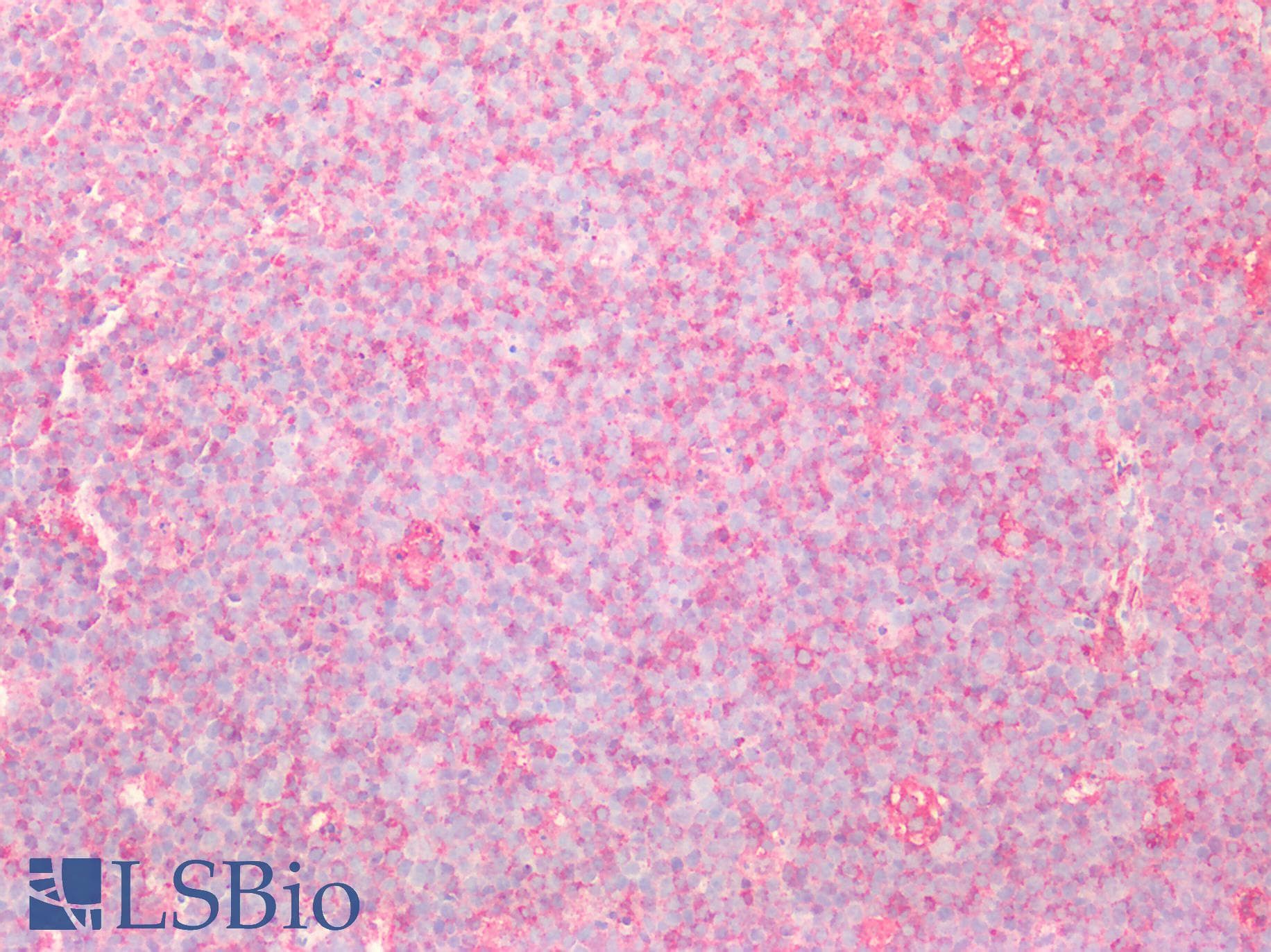 PPP1R15A / GADD34 Antibody (aa433-636)