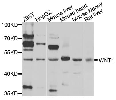 WNT1 Antibody