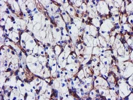 EPN2 Antibody (clone OTI1C2)