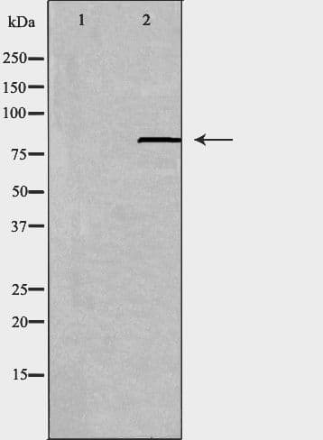 ABCB7 Antibody