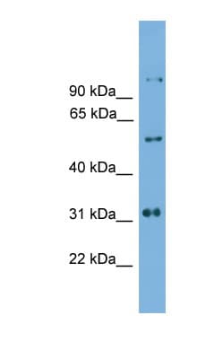IRX2 Antibody (C-Terminus)