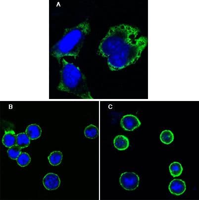 MPS1 / TTK Antibody (clone 7000)
