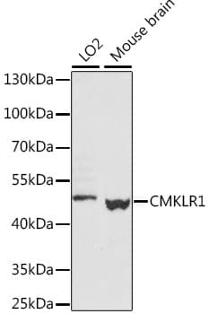 CHEMR23 / CMKLR1 Antibody
