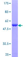 Human RAB11B Protein (Recombinant GST)
