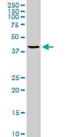 Monoclonal Mouse anti-Human TFAP4 / AP-4 Antibody (clone 8G6, IHC, WB)