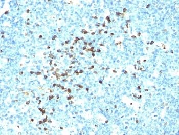 Mouse Anti-Human IgG Secondary Antibody (clone IG217 + IG266)