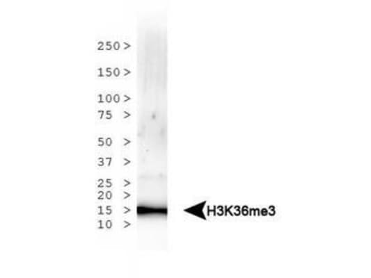 HIST3H3 Antibody (Me3-Lys37)