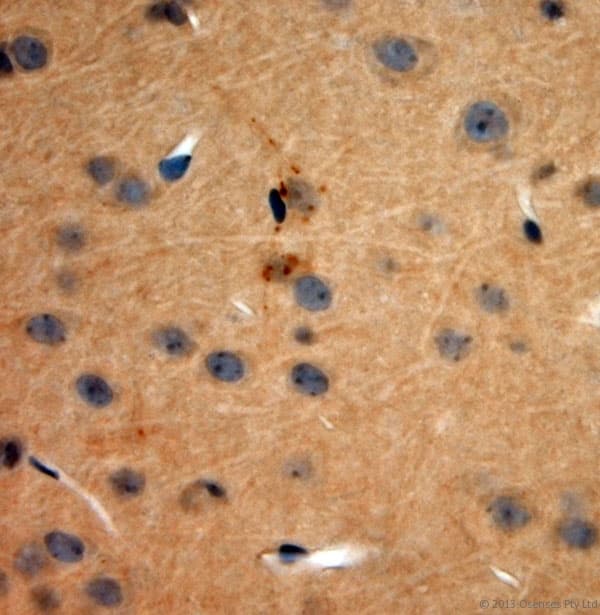 TAAR1 / TA1 Antibody (aa200-250)