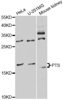 PTS Antibody