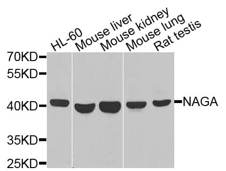 NAGA Antibody