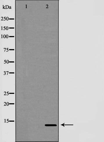 TCEB2 / Elongin B Antibody
