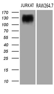 SEMA4D / Semaphorin 4D / CD100 Antibody (clone OTI6G1)