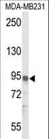 Polyclonal Rabbit anti-Human IL17RD Antibody (aa217-245, WB)