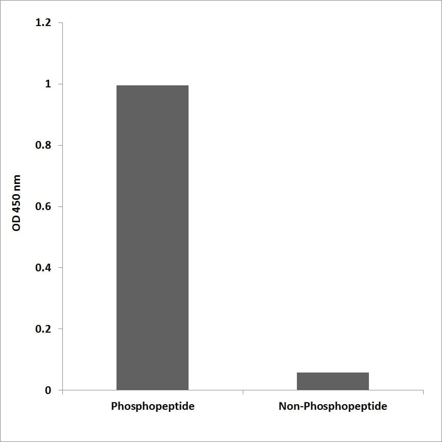 LAT Antibody (phospho-Tyr220)