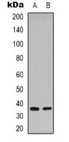 STX1A / Syntaxin 1A Antibody (N-Terminus)