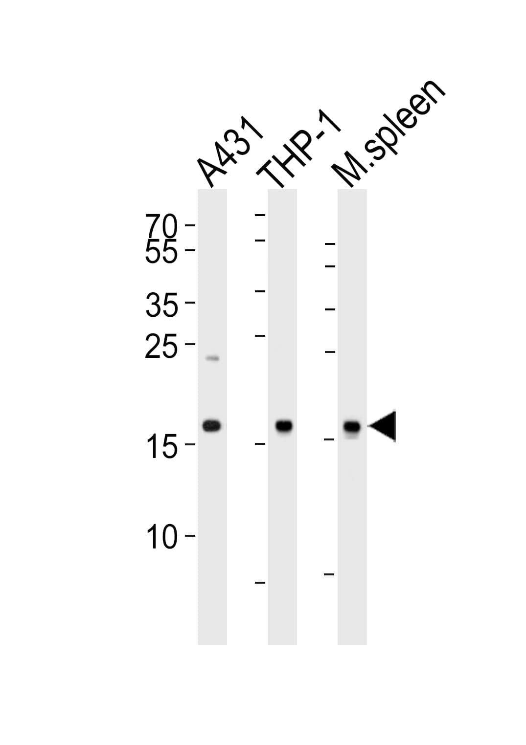 SNX3 Antibody (aa78-105)