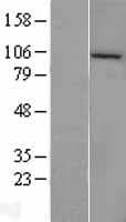 CLCA4 Protein (Over-Expression Lysate Myc-DDK (Flag))