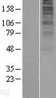 OPN5 / Neuropsin Protein (Over-Expression Lysate Myc-DDK (Flag))