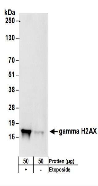 H2AFX / H2AX Antibody (phospho-Ser140)
