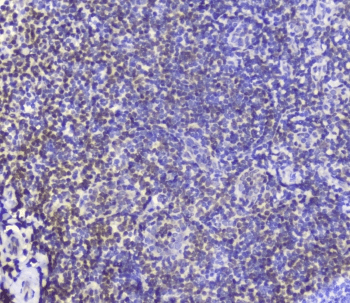 AHR Antibody