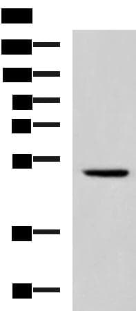 IRF2 Antibody