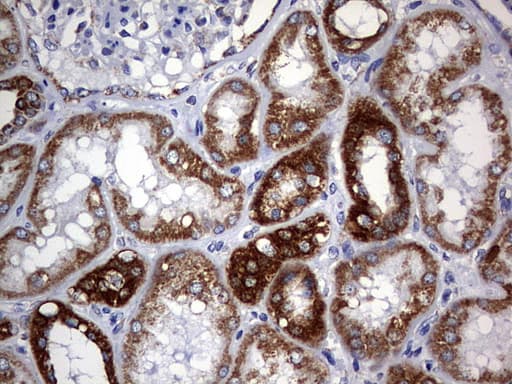 CHCHD3 Antibody (aa2-227, clone OTI3E10)