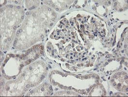 ARL2BP / BART Antibody (clone OTI1A10)