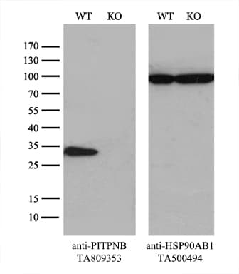 PITPNB Antibody (clone OTI4A7)