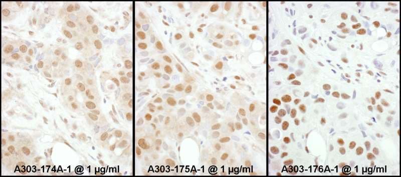 HSF1 Antibody (aa225-275)