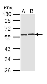 CAP1 Antibody (aa266-475)