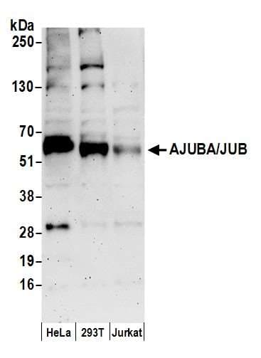 Polyclonal Rabbit anti-Human JUB / Ajuba Antibody (aa75-125, WB)