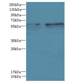GTPBP6 Antibody
