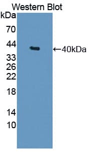 BRUCE / BIRC6 Antibody (aa4576-4857)