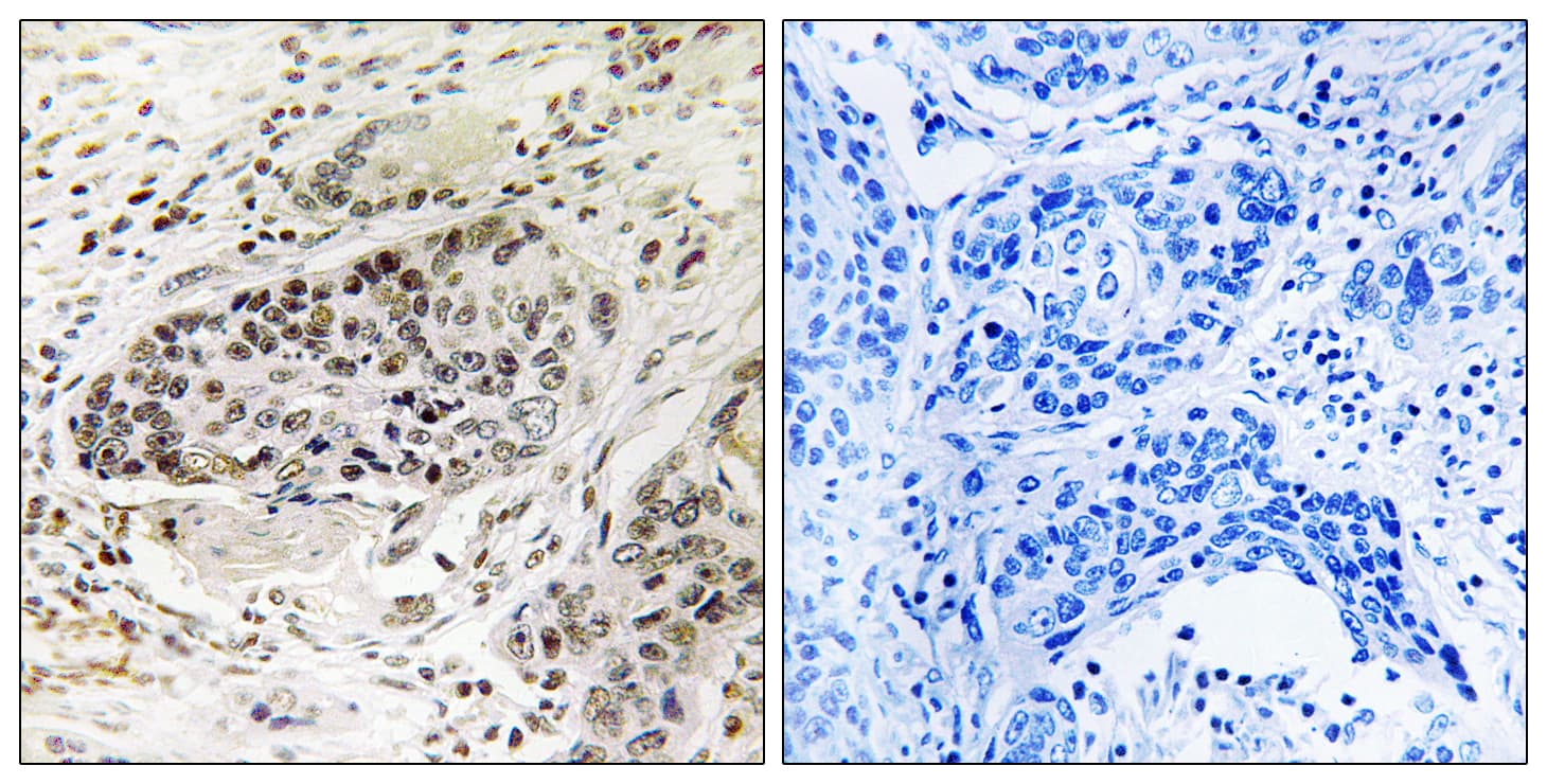 APBA2 Antibody (aa371-420)