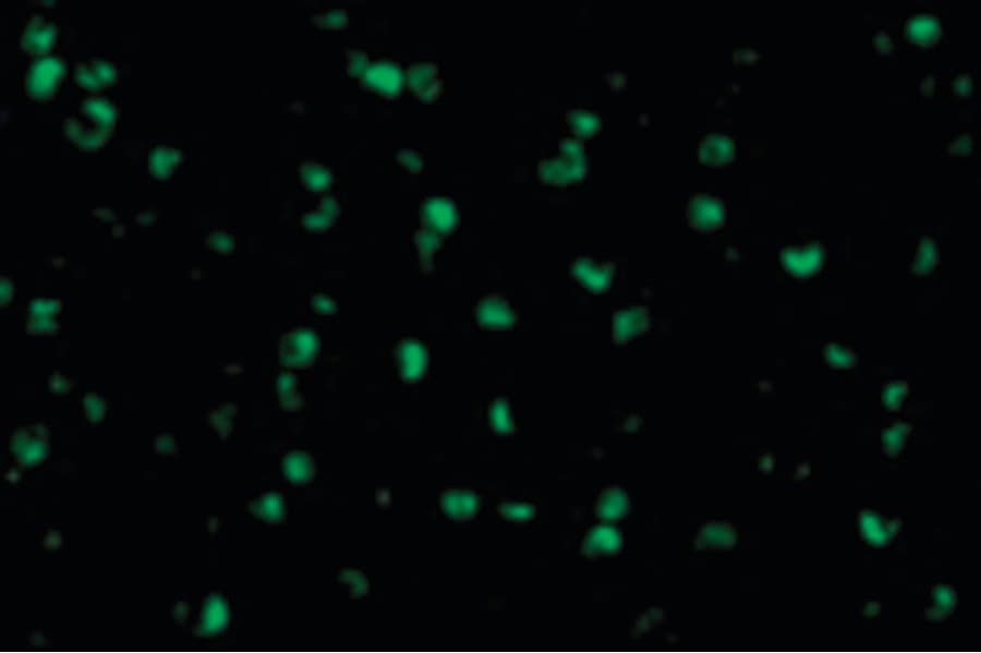 IHC-plus™ Raptor / Mip1 Antibody