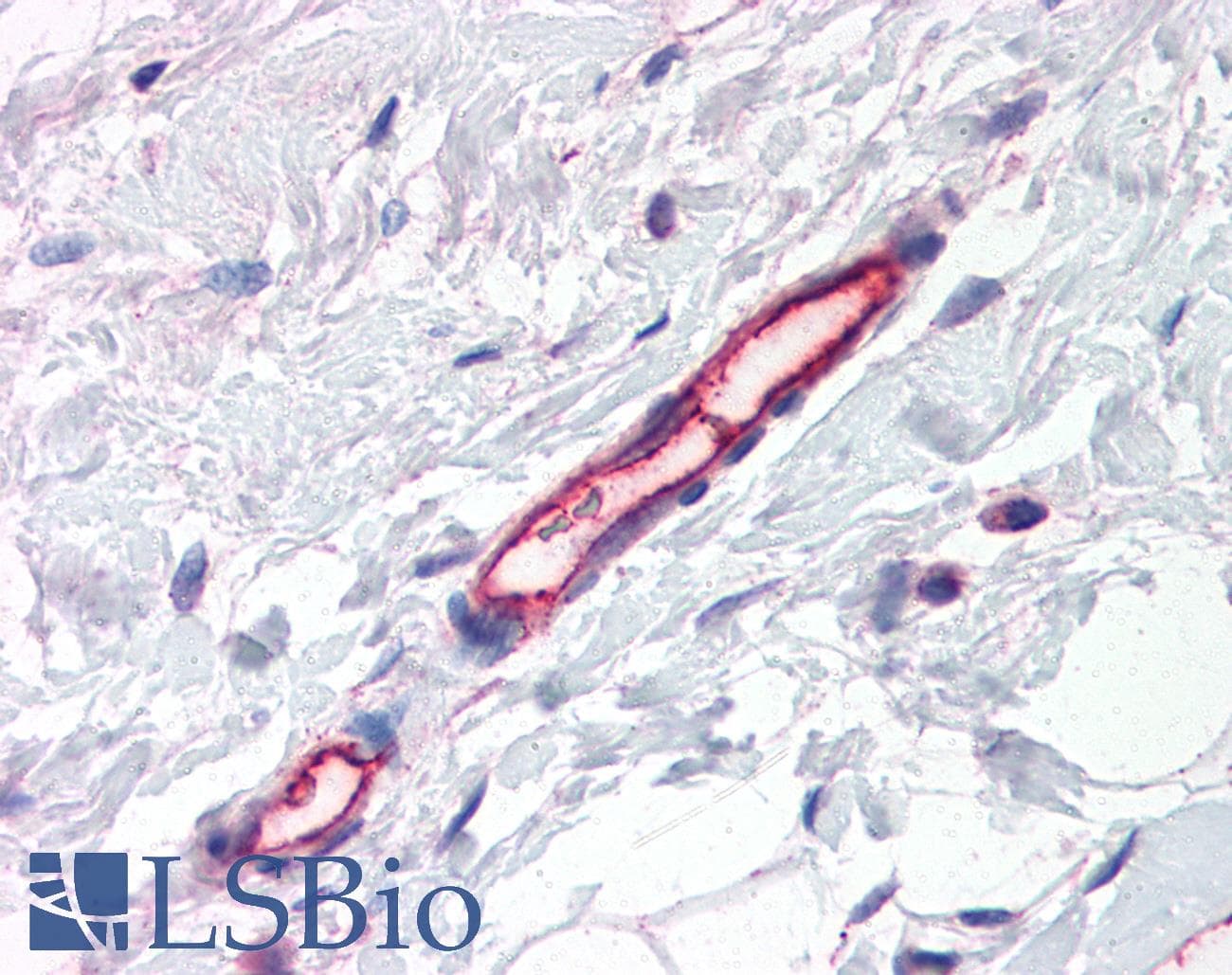 IHC-plus™ Monoclonal Mouse anti-Human TEM7 Antibody (clone 197C193, aa411-427, IHC, WB)
