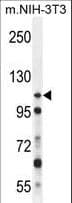 NUP107 Antibody (aa398-425)