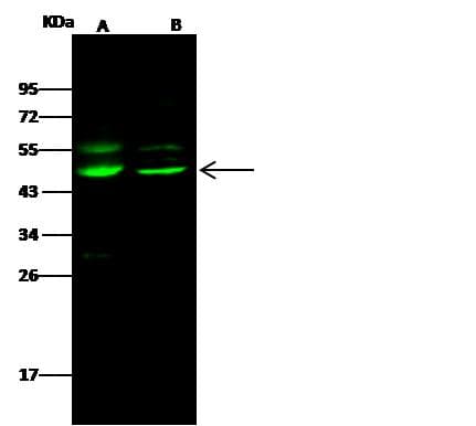 MAPK8 / JNK1 Antibody (Preservative Free)