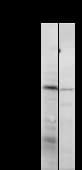 Monoclonal Mouse anti-Human BRPF1 Antibody (clone 2093C5a, WB)