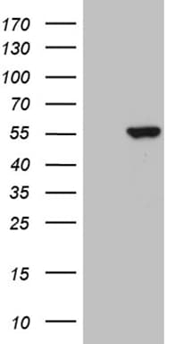 PPP1R36 / C14orf50 Antibody (clone OTI5F6, Carrier-free)