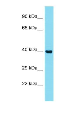 STK40 Antibody (aa67-116)