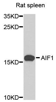 AIF1 / IBA1 Antibody